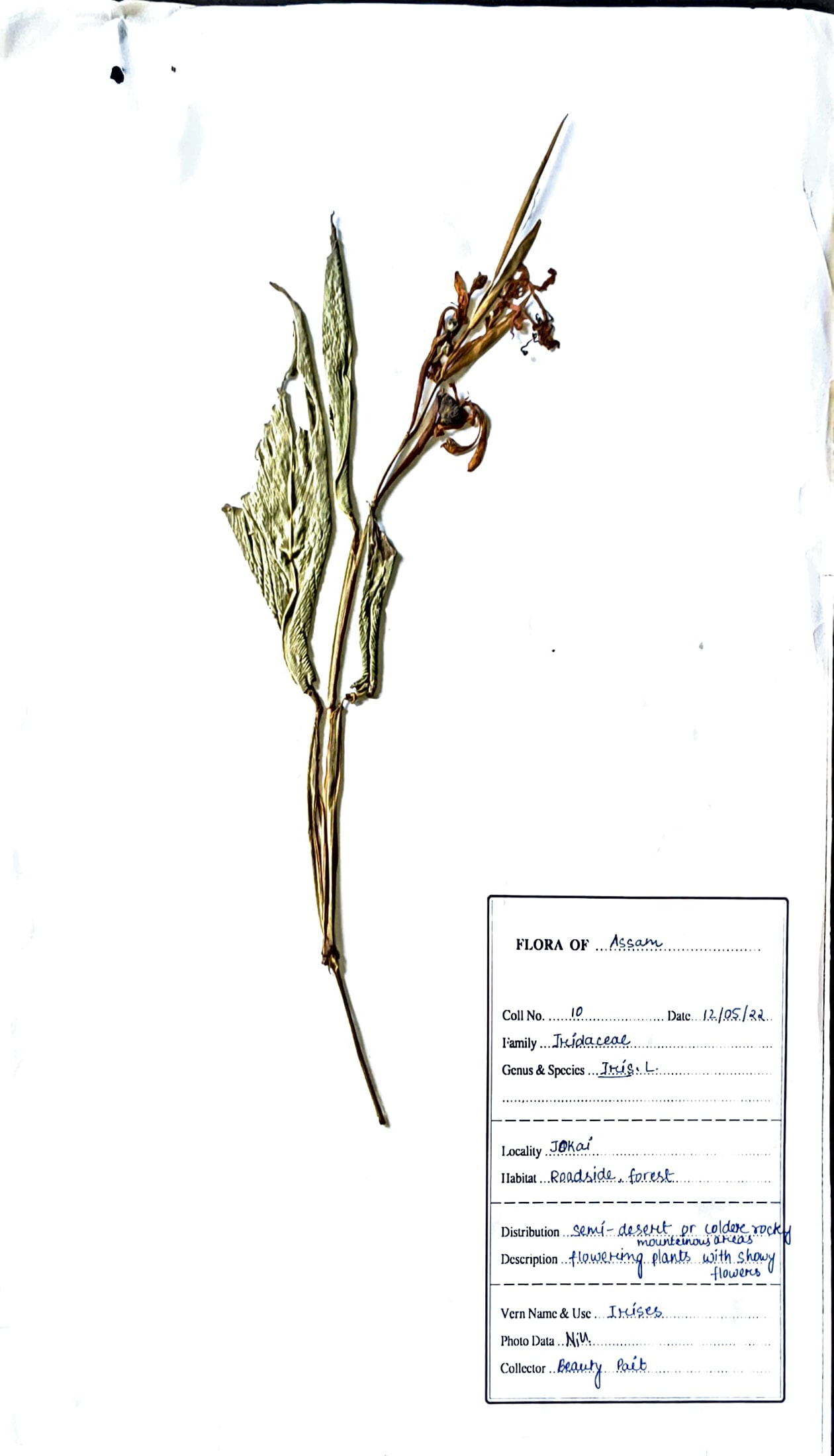 Iris sp. L.